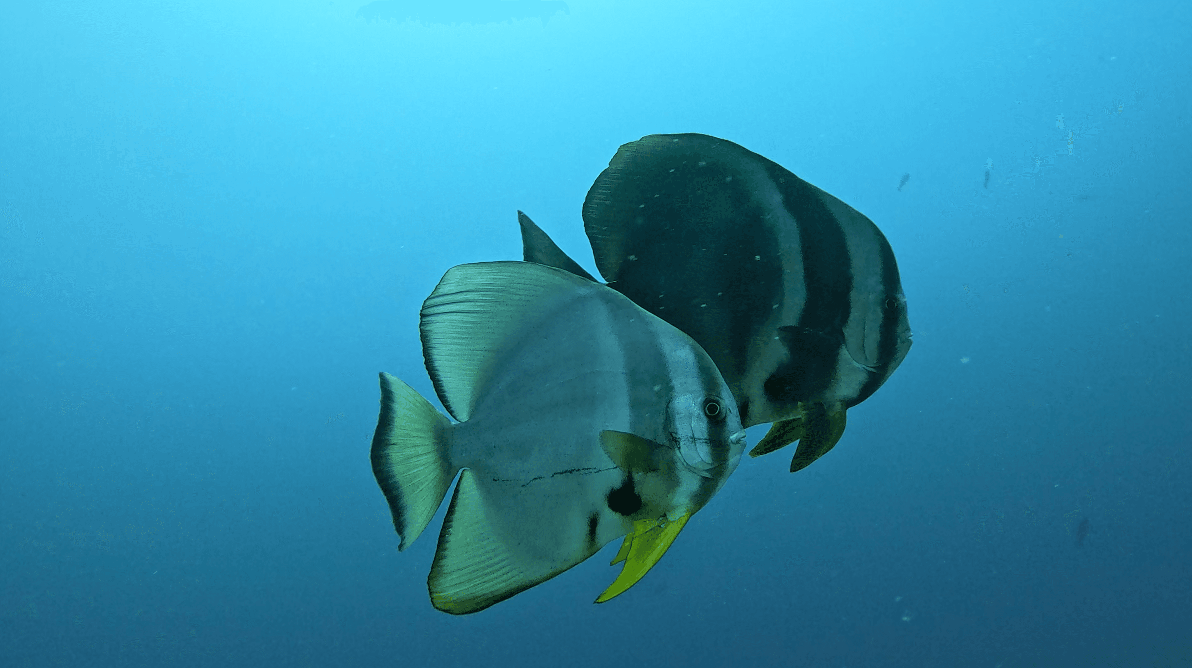 Pinnate batfish pair in open water off South Ari Atoll — juveniles travel in pairs before joining the larger school aggregation on the upper reef