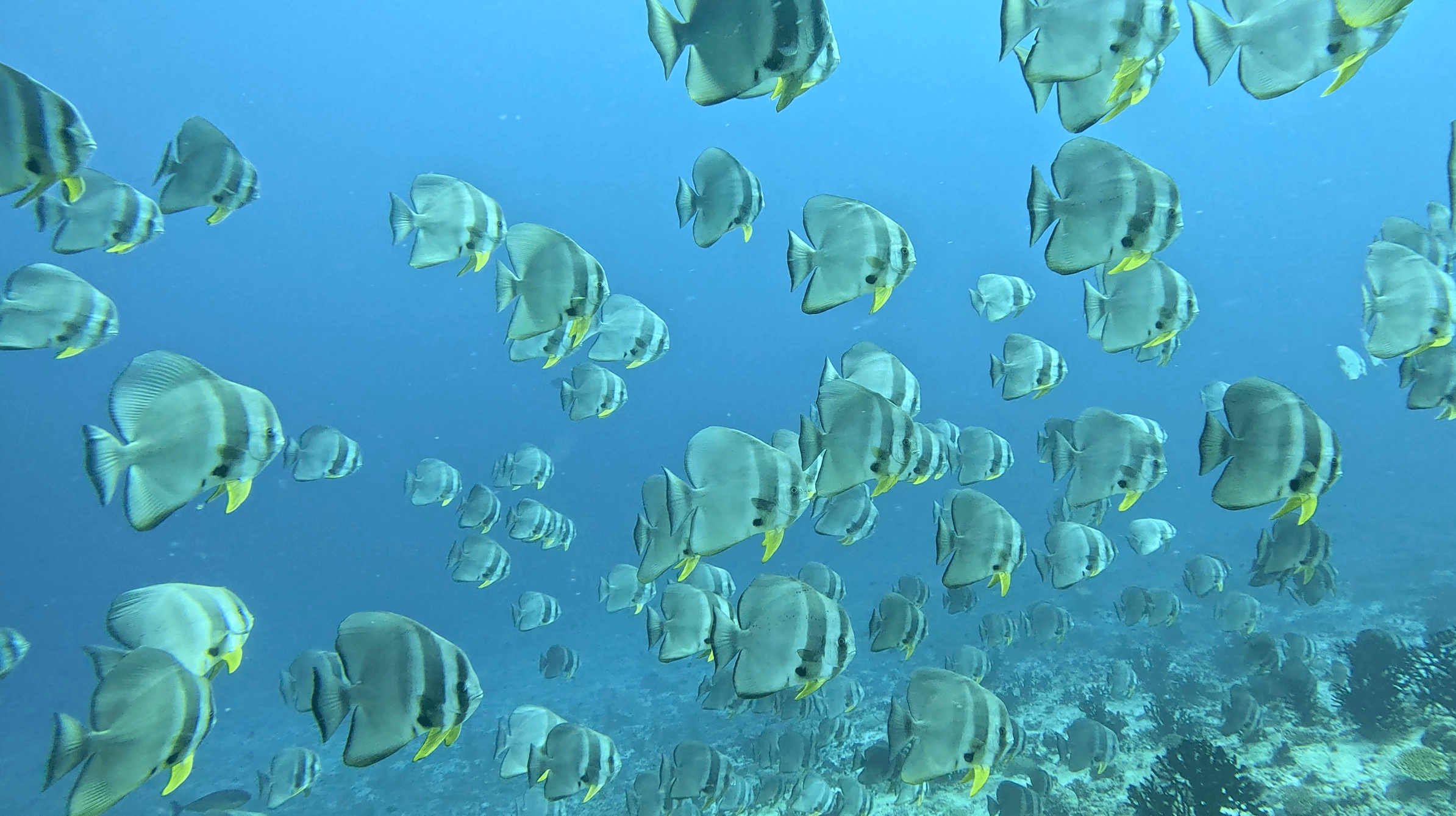 Thila Country: South Ari Atoll from Omadhoo