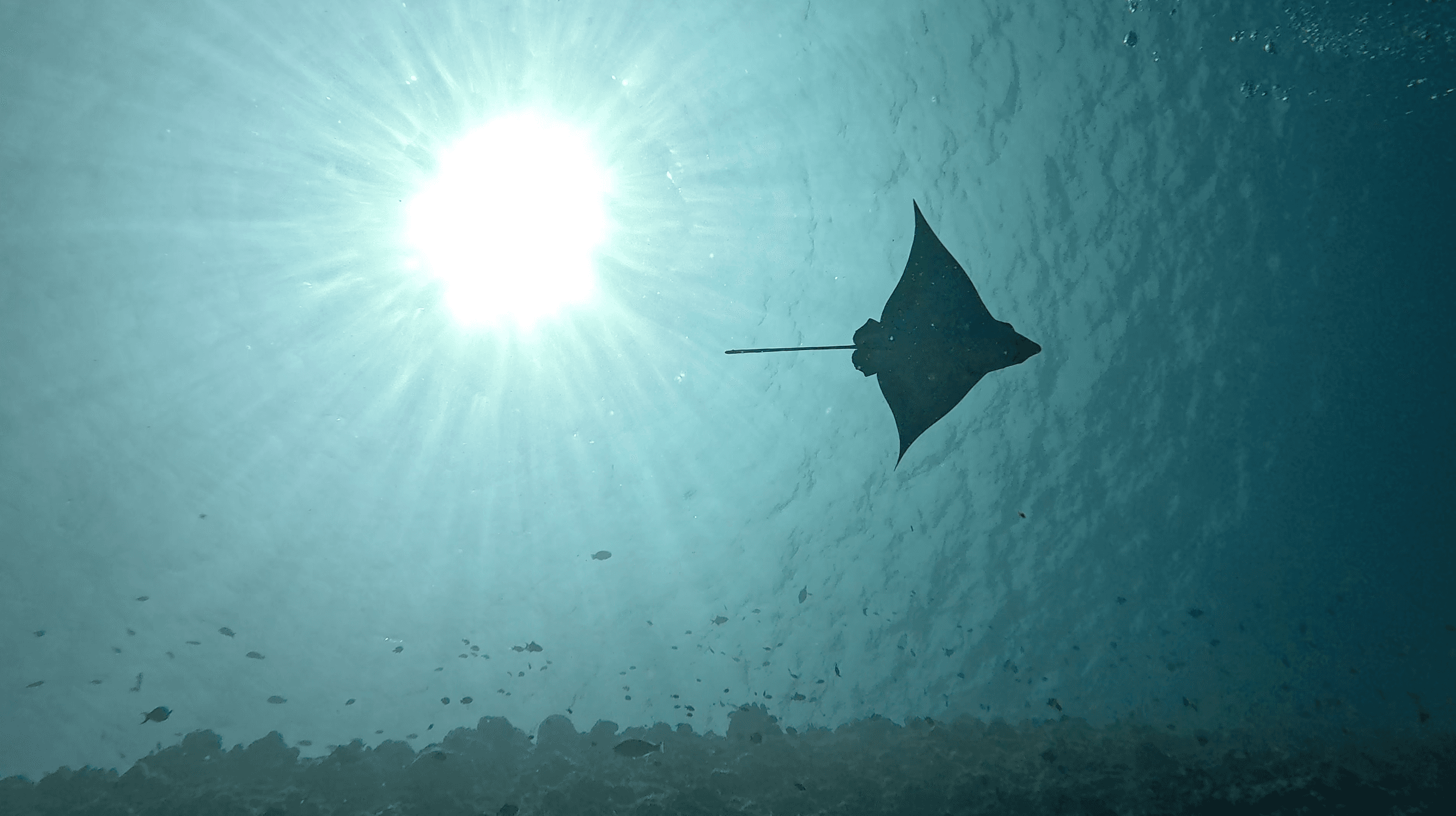 Reef manta silhouetted against the surface light at South Ari Atoll — mantas use the upwelling at the atoll edge as a feeding station
