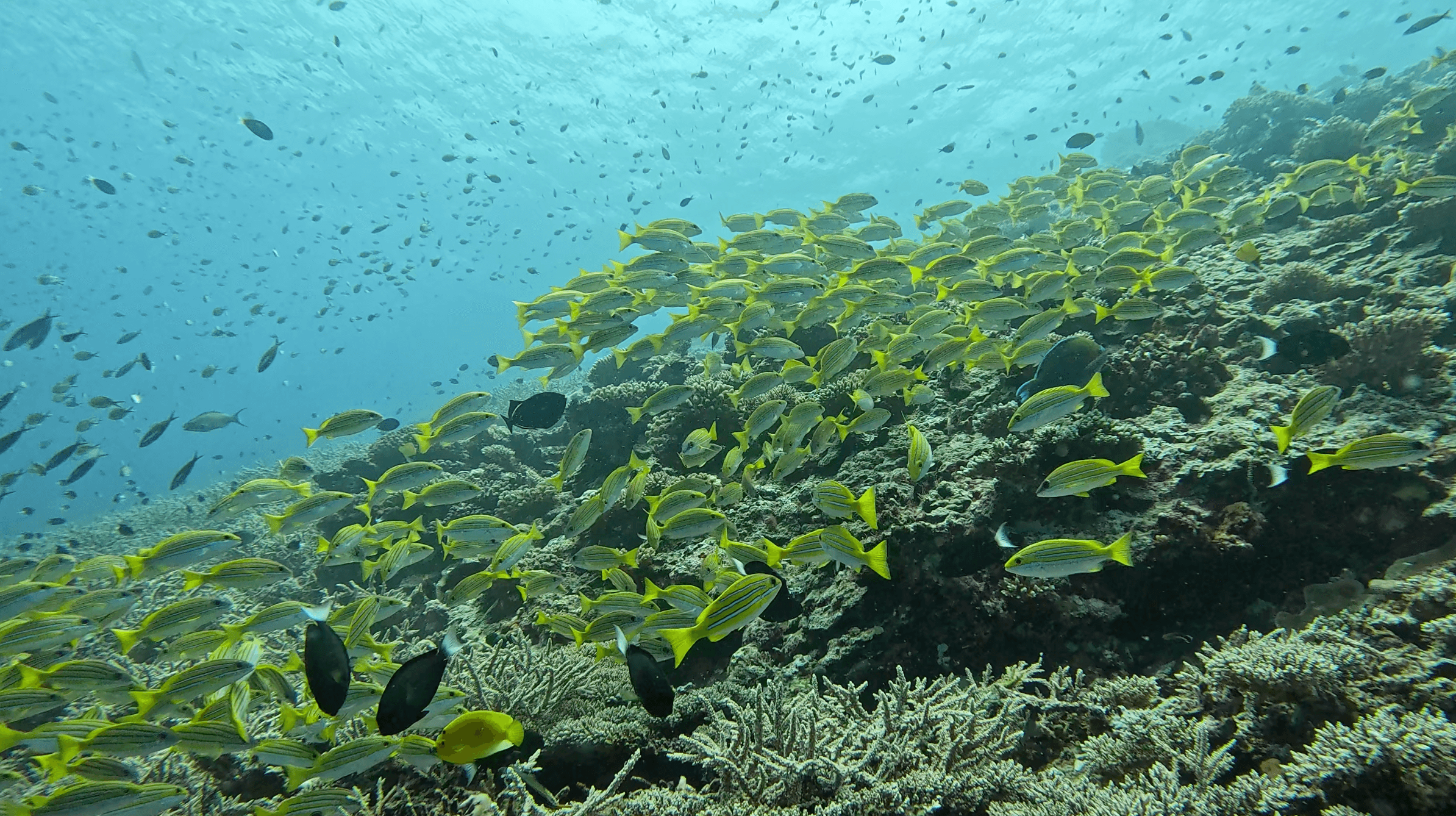 Bluestripe snapper and fusilier school sweeping over the staghorn coral on the channel current — the fish use the reef edge as a windbreak against the flow