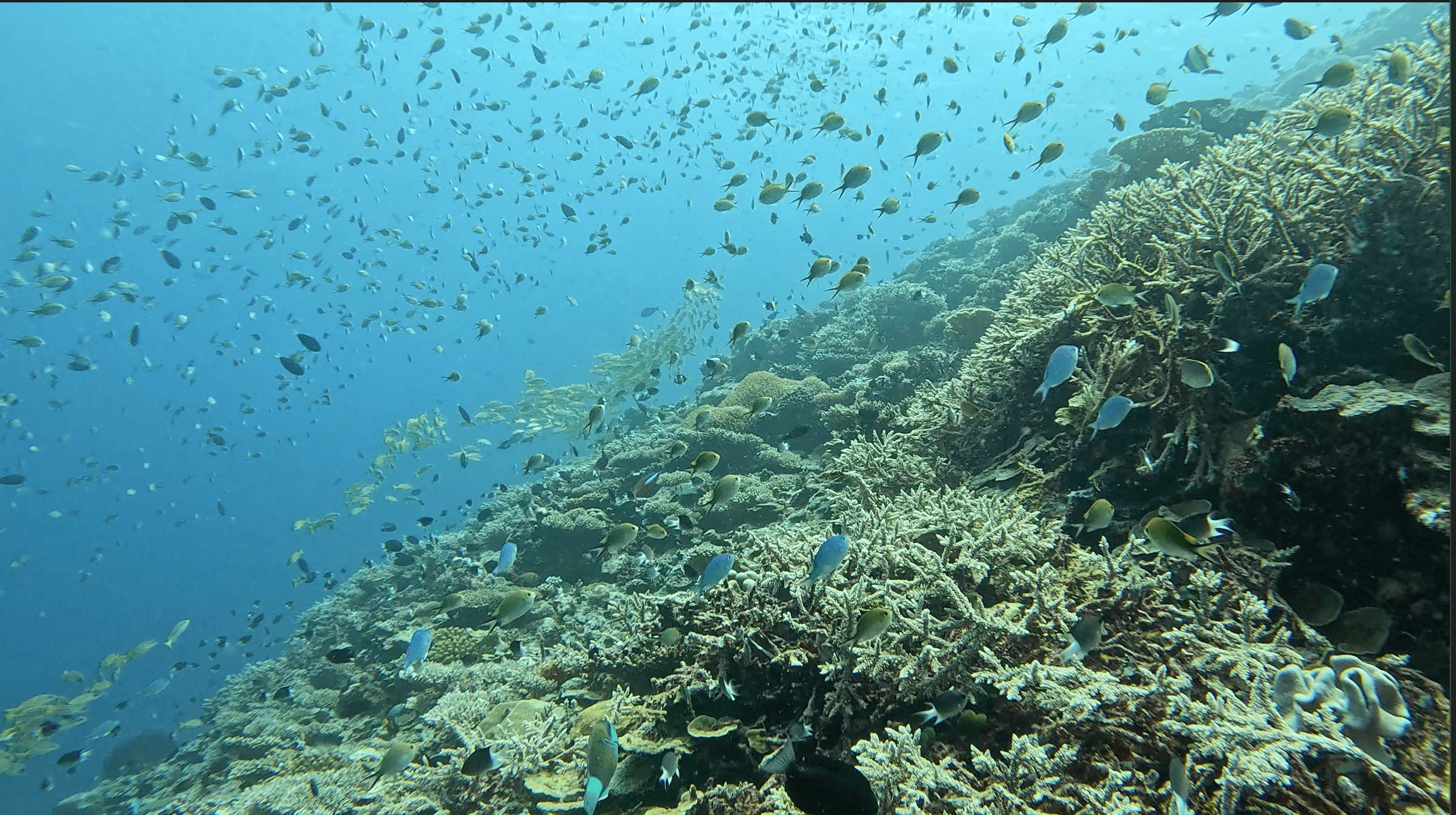 Dense chromis and damselfish cloud over the crescent wall at Banana Reef — thousands of fish moving in a single mass above the staghorn coral slope