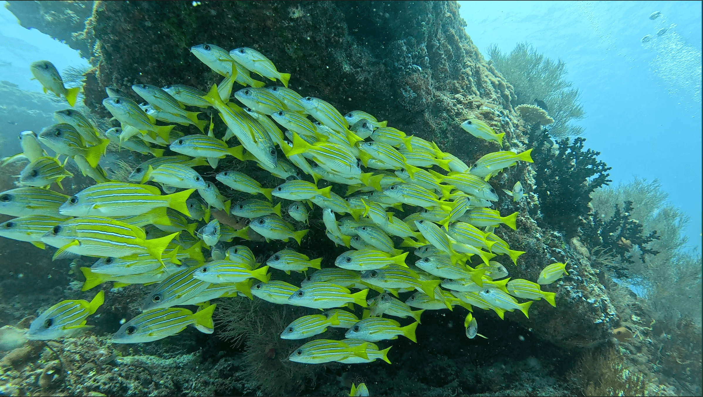Bluestripe snapper school sheltering against the coral head — these tight aggregations are a fixture on every thila dive in the atoll
