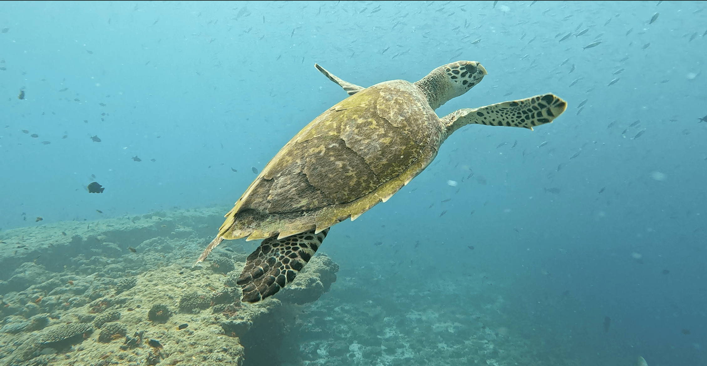 Green turtle crossing the outer reef slope at Omadhoo — one of two resident animals that use the reef near the jetty as a regular resting site