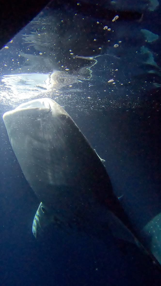 Manta Season at Hanifaru Bay