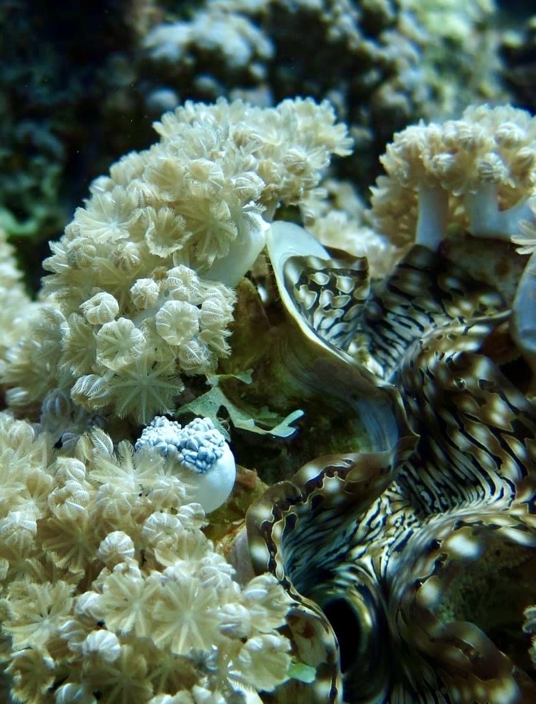 Clam in soft coral polyps at Yellow Stone Reef — a lionfish visible behind, both settled into the same section of reef