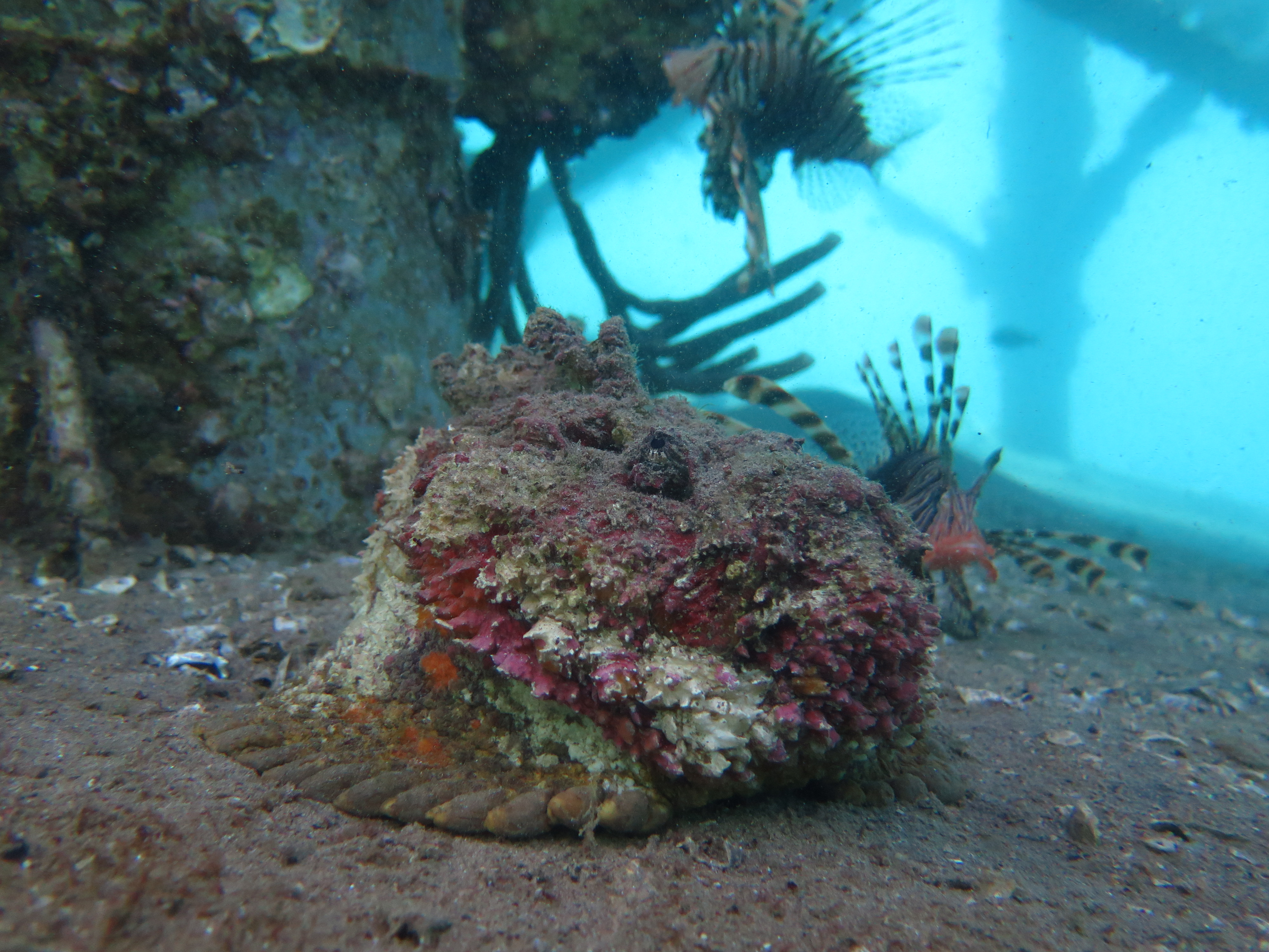 Scorpionfish on the bottom at Yellow Stone Reef — encrusted with algae and coralline growth, a lionfish visible behind it
