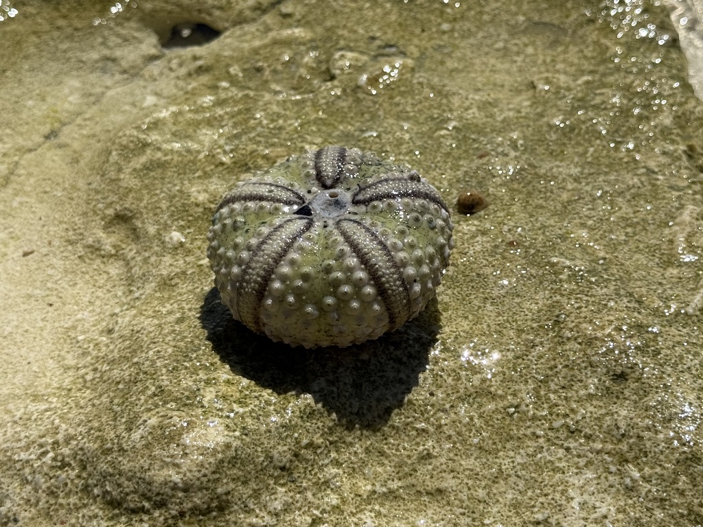 Sea urchin test on the ironshore at Malapascua — the spines gone, the skeletal structure intact on the wet limestone