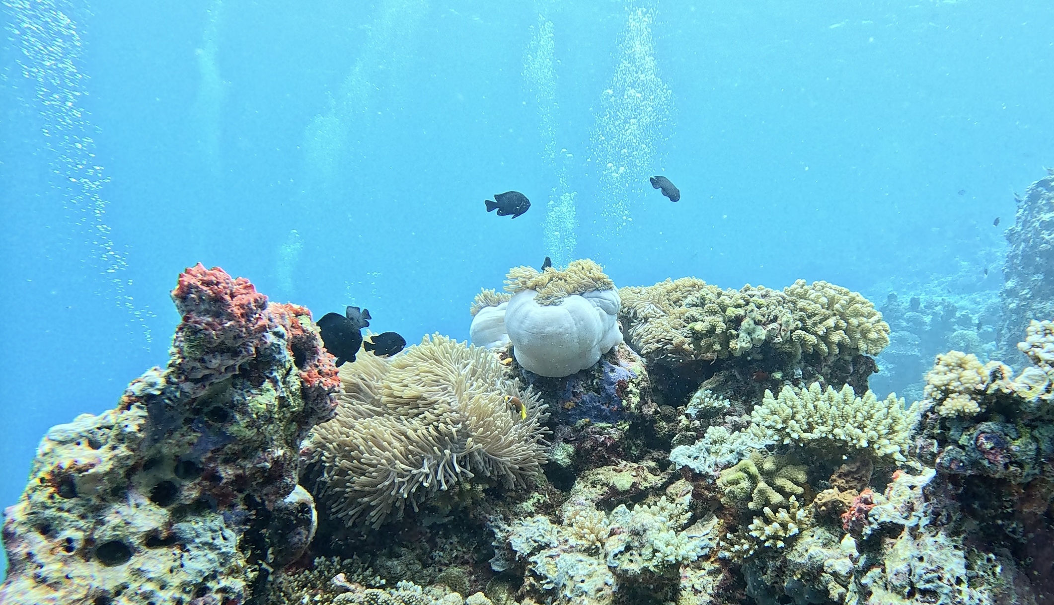 Anemone garden on the Omadhoo house reef — domino damsels and diver bubbles rising through the shallows on the lagoon side