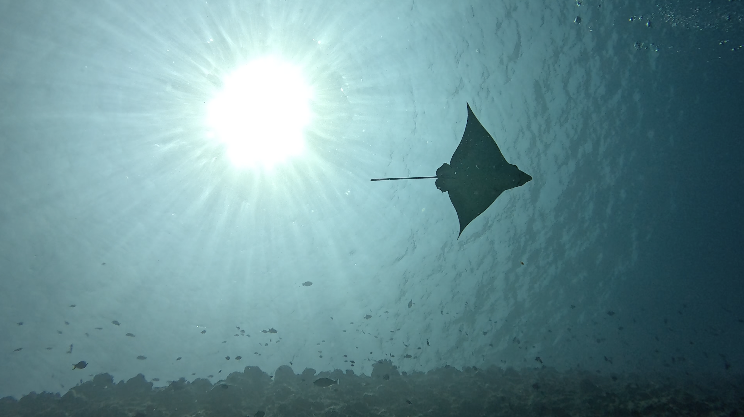Reef manta silhouetted against the surface light at South Ari Atoll