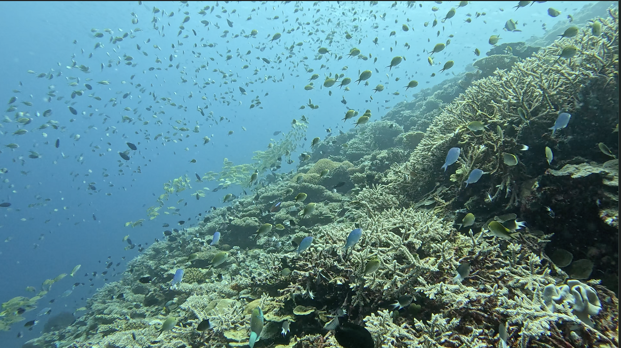 Dense chromis and damselfish cloud over the crescent wall at Banana Reef — thousands of fish moving in a single mass above the staghorn coral slope