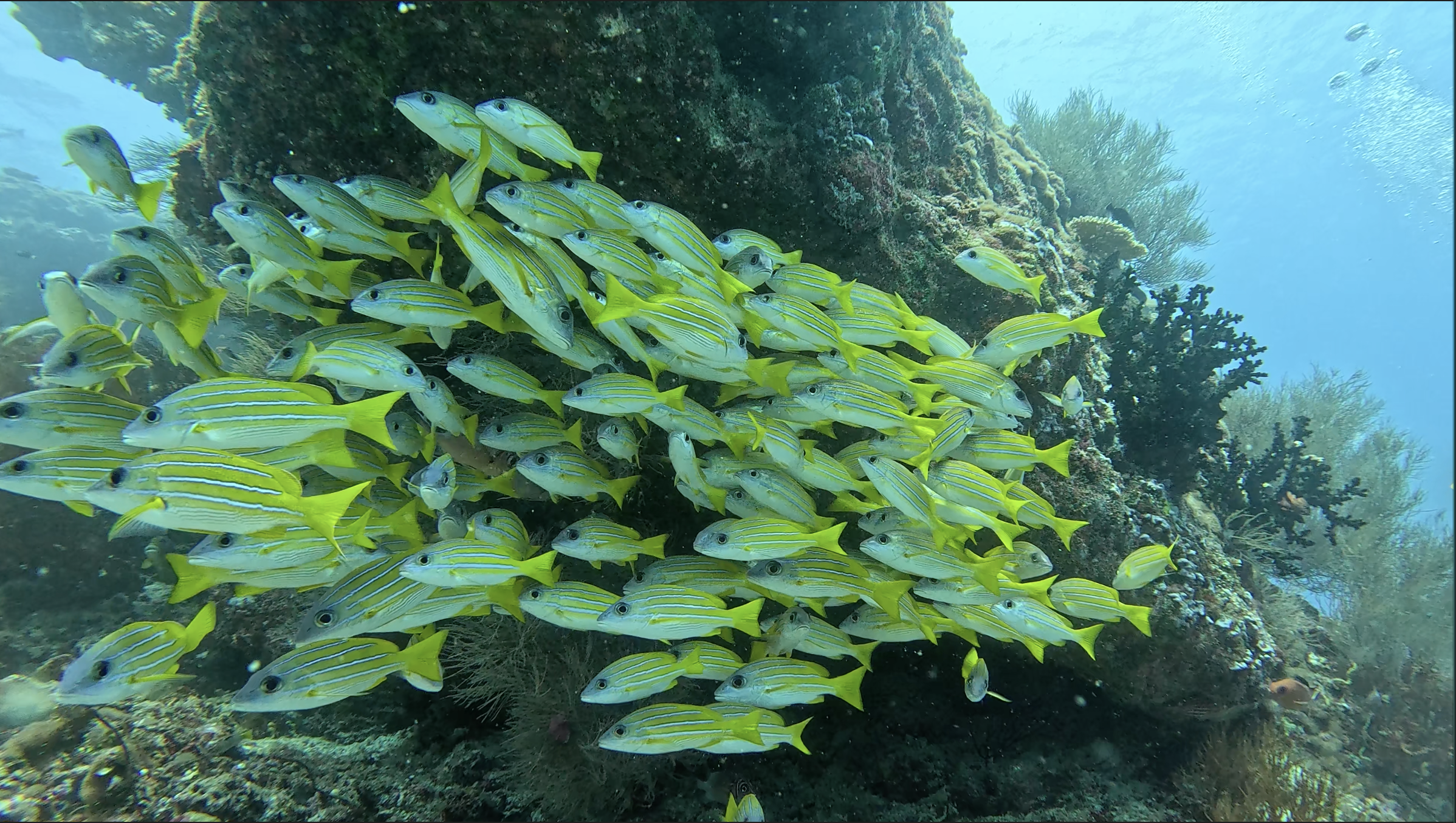 Bluestripe snapper school sheltering against the coral head on the thila — these tight aggregations hold the same position in the current across multiple dive visits