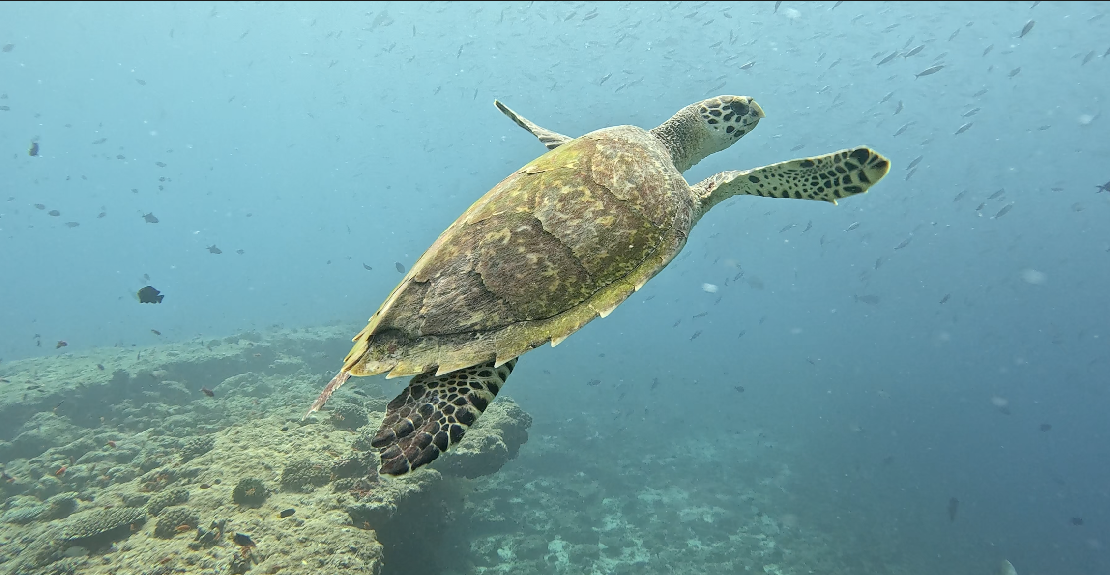 Green turtle crossing the outer reef slope at Omadhoo — one of two resident animals that use the reef near the jetty
